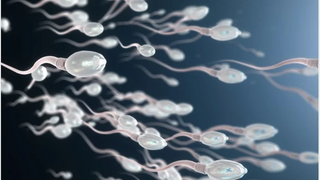 Improve Sperm Quality